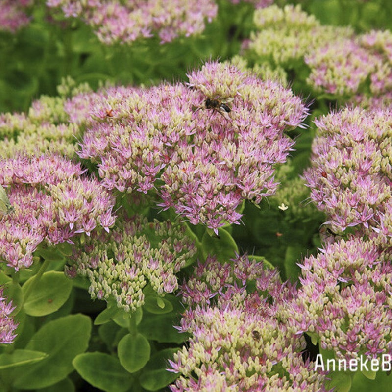 Sedum spectabile 'Brillant'. Hemelsleutel
