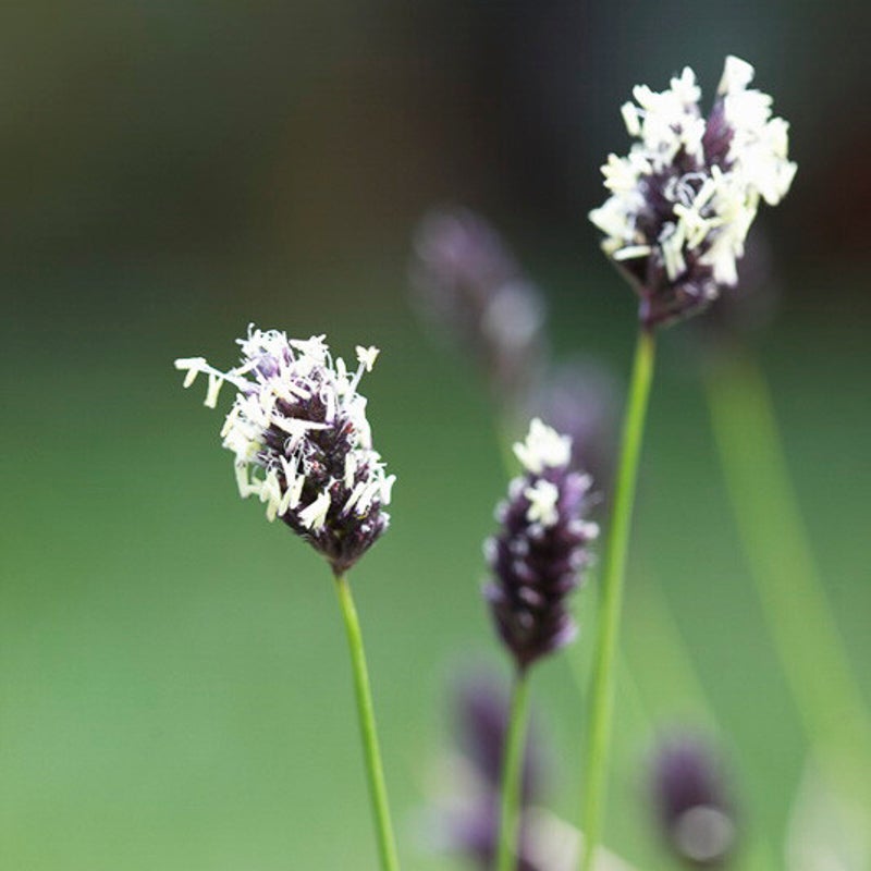 Sesleria heufleriana. Blauwgras.