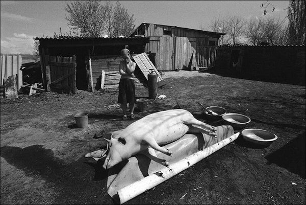 Grief about the killed pig