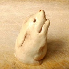 mini rabbit standing