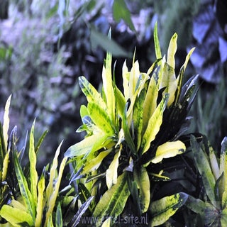 img1516898995-1.jpeg