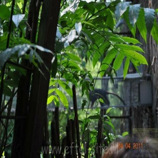 img1289141625-1.jpeg