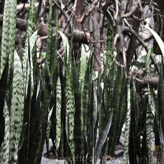 img1516899096-1.jpeg