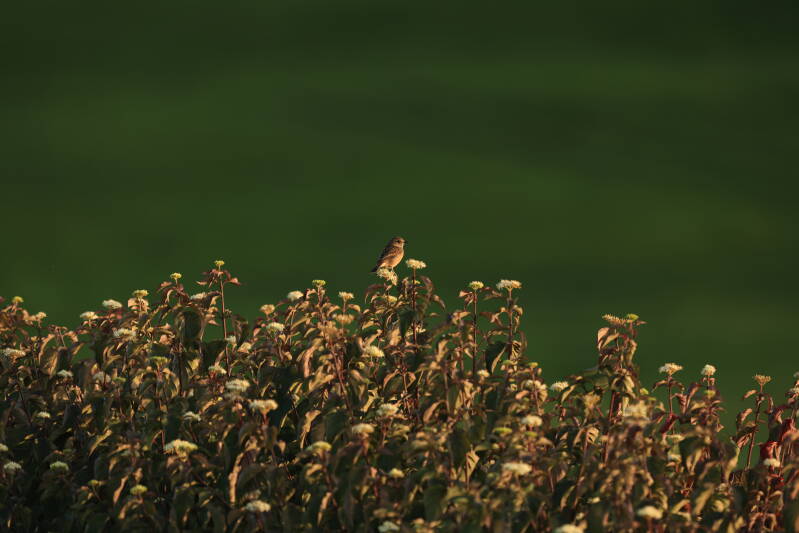 braunkehlchen-standard.jpg