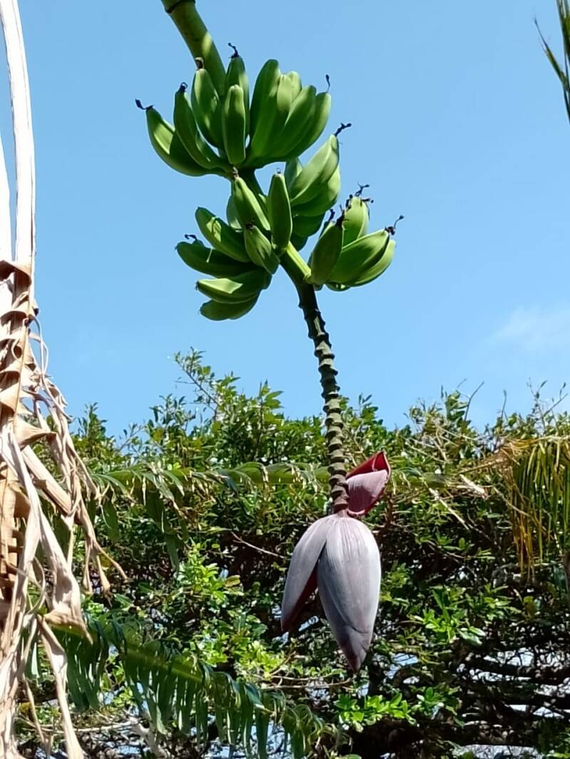 Bananenpflanze mit grünen Bananen und Blüte im Garten in Costa Rica unter blauem Himmel – tropisches Leben beim Auswandern