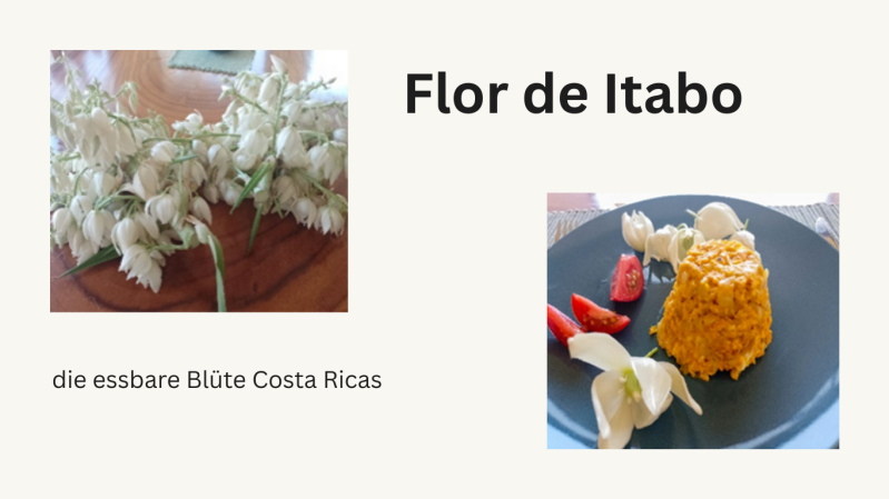 Zwei Fotos nebeneinander zeigen die essbare Blüte Costa Ricas – *Flor de Itabo*. Links ist ein Strauß weißer, glockenförmiger Blüten auf einem Holztisch zu sehen. Rechts befindet sich ein angerichteter Teller: Ein gelblicher Reishügel, garniert mit frisc