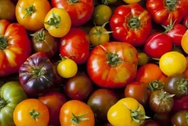 Tomate ancienne