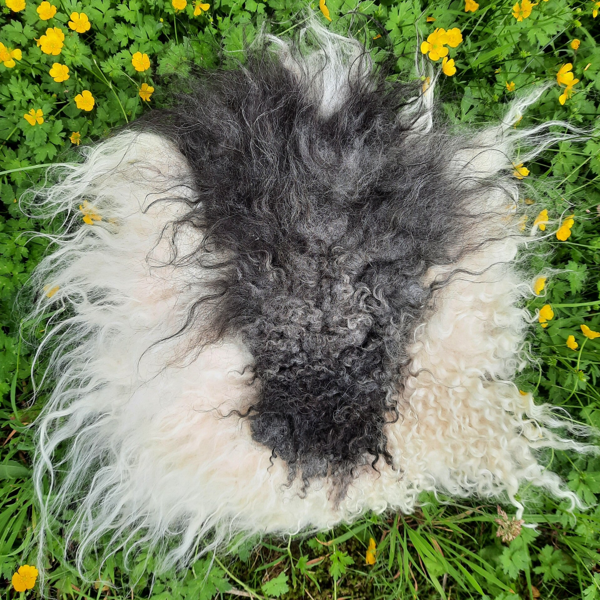 Sædeskind Spælsau Uld, sort hoved