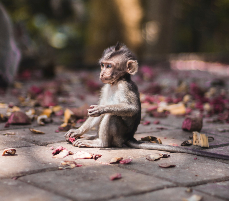 bali lifestyle aap lampen zwart goud