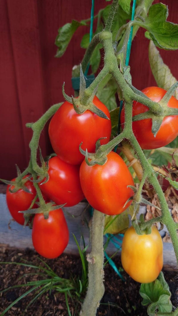 San Marzano
