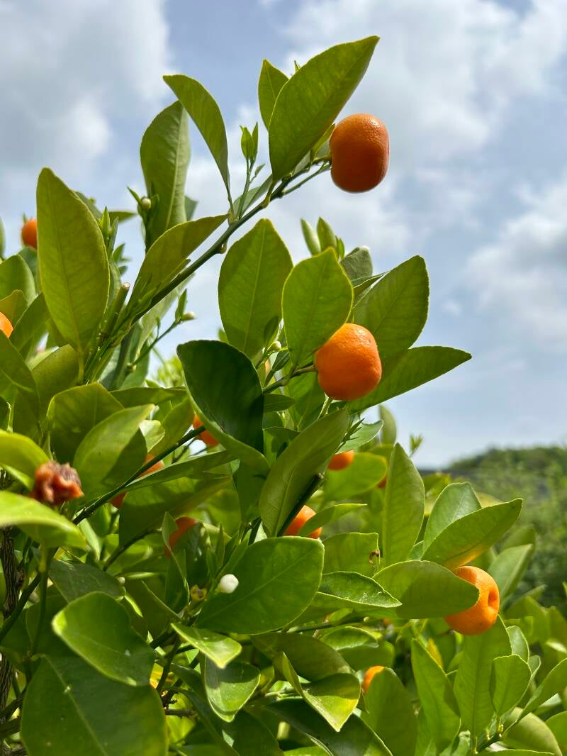 EN BLICKFANG-I DÄ NATUR