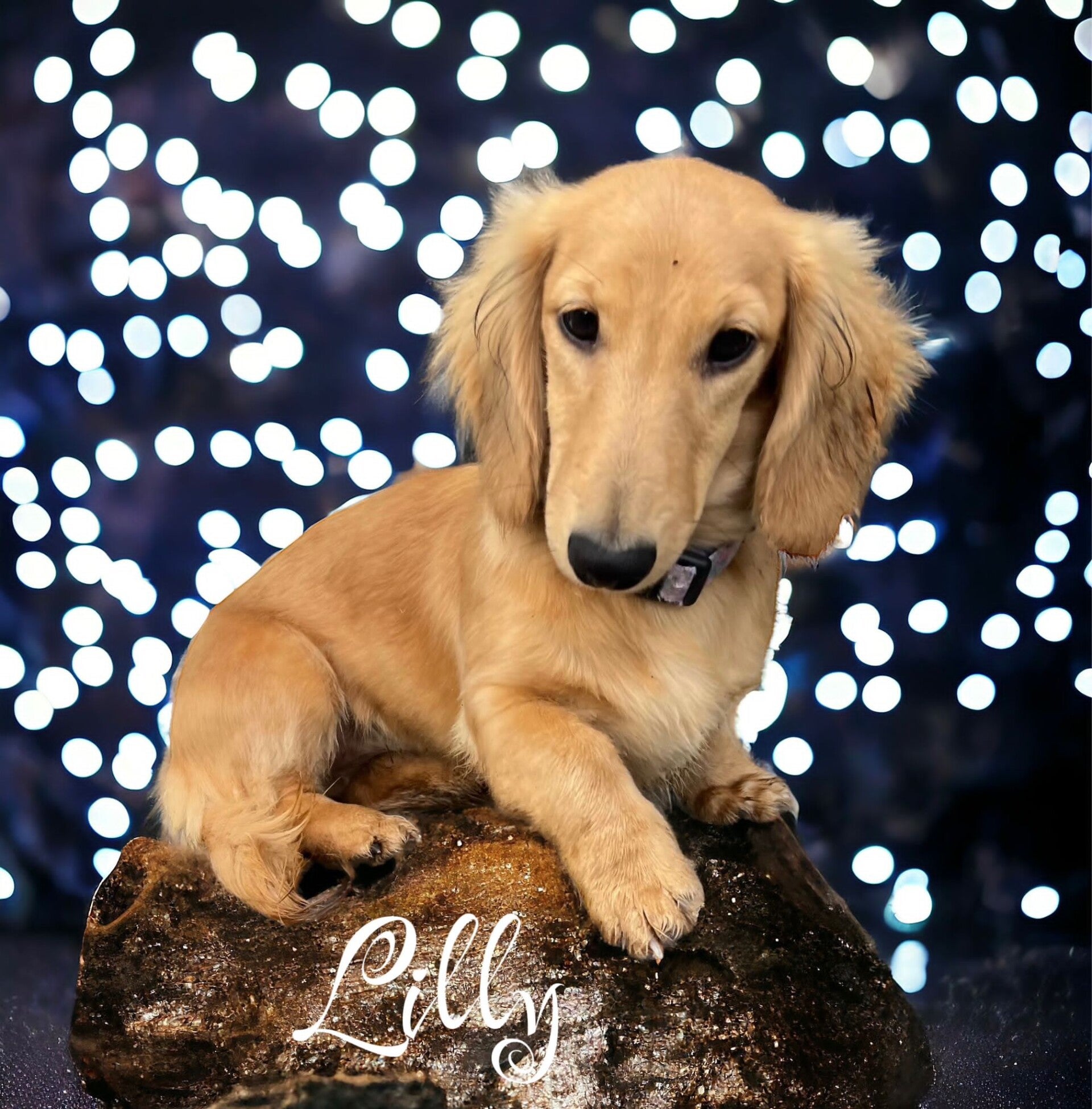lilly-01-standard-eyclym.jpg