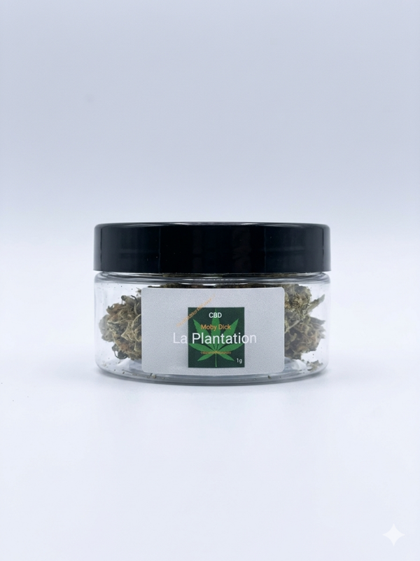 CBD Moby Dike