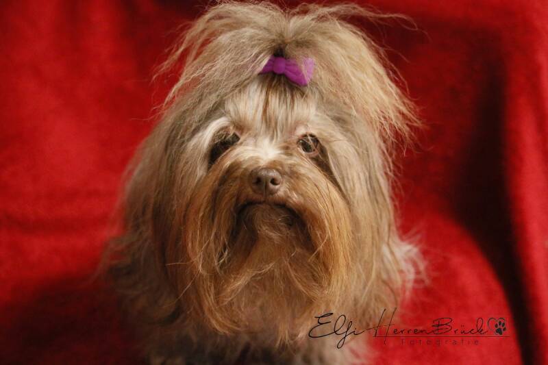 Bolonka Zwetna mirt Haarspange