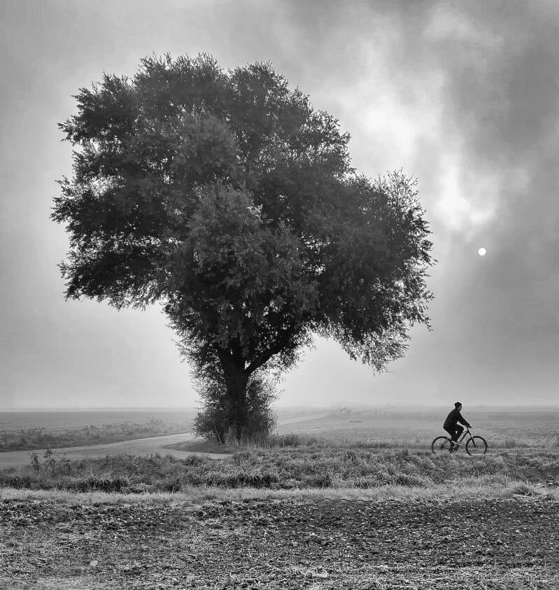 boom-stein-fiets-copy-standard.jpg