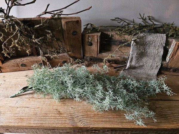 Kunst slinger tillandsia