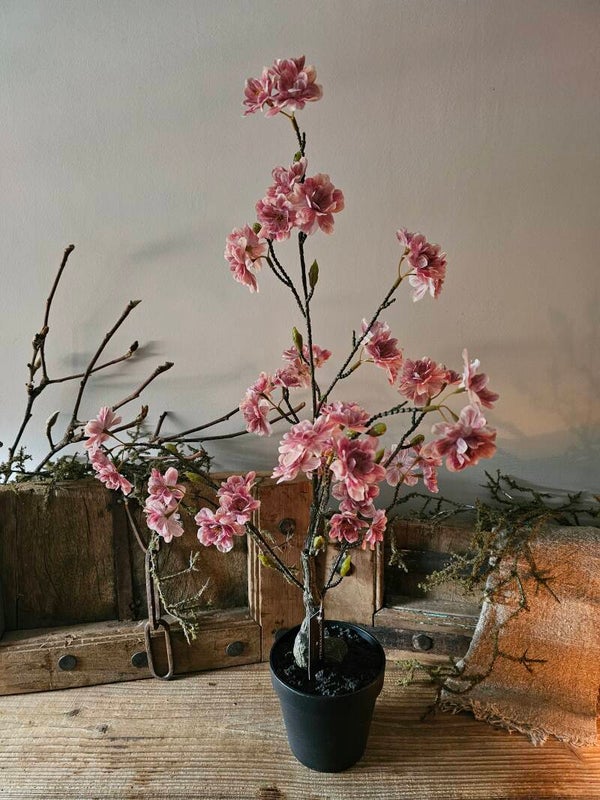 Bloesemboom oud roze