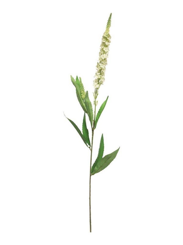 Zijdenbloem - Veronica Wit