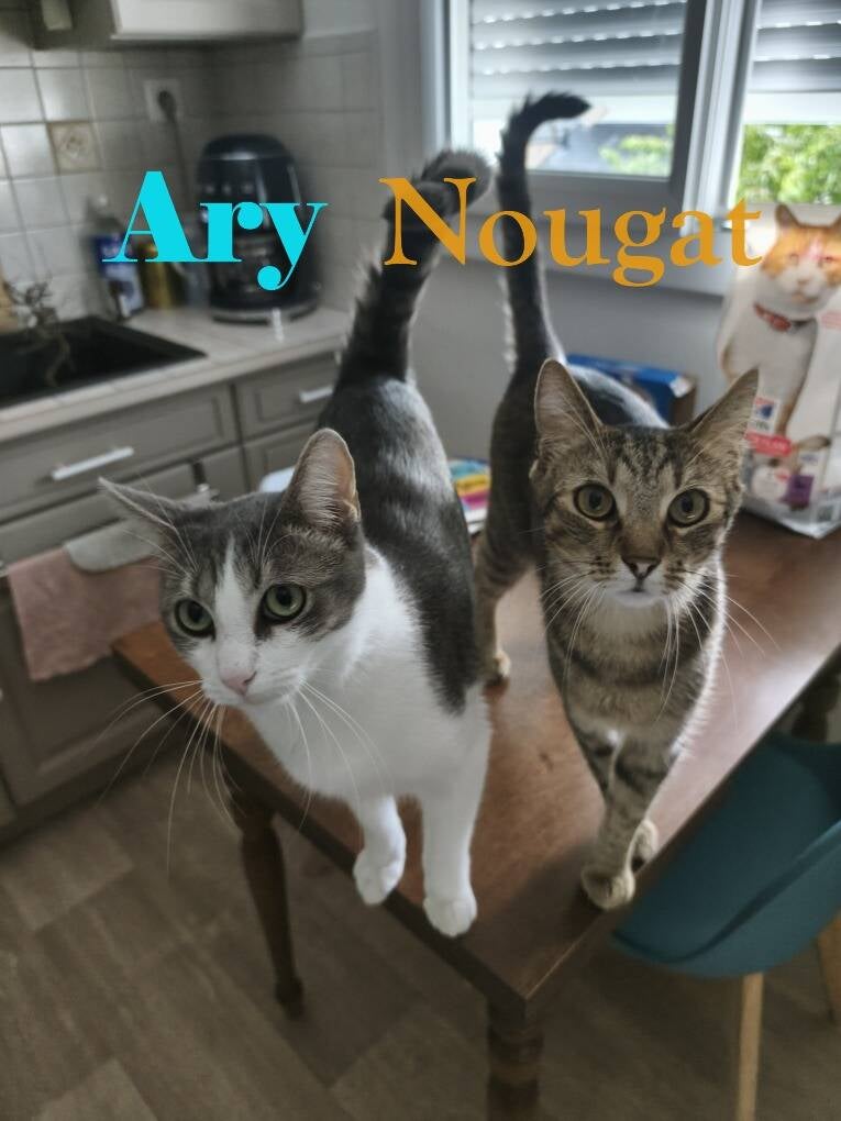 ary-et-nougat-standard.jpg