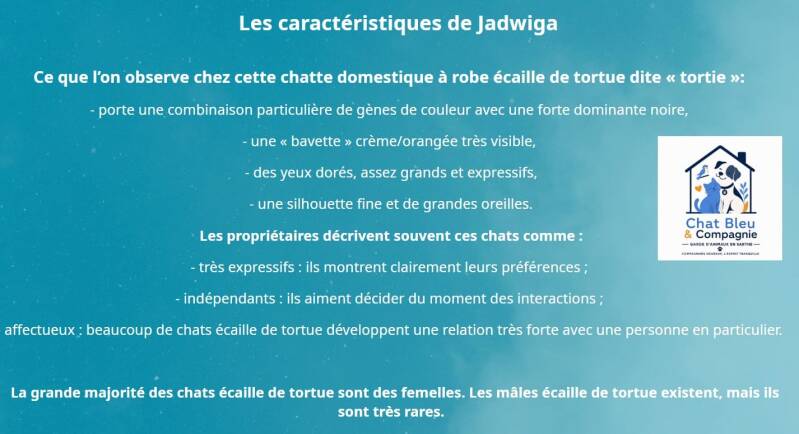 caract-ristiques-chatte-caille-de-tortue-jadwiga-1-standard.jpg