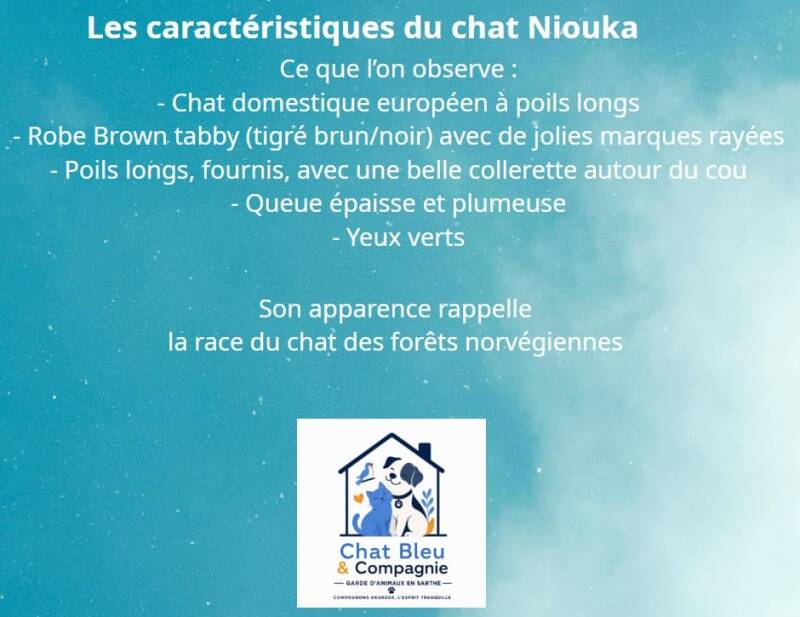 caract-ristiques-du-chat-niouka-21-06-26-v2-standard-owckut.jpg