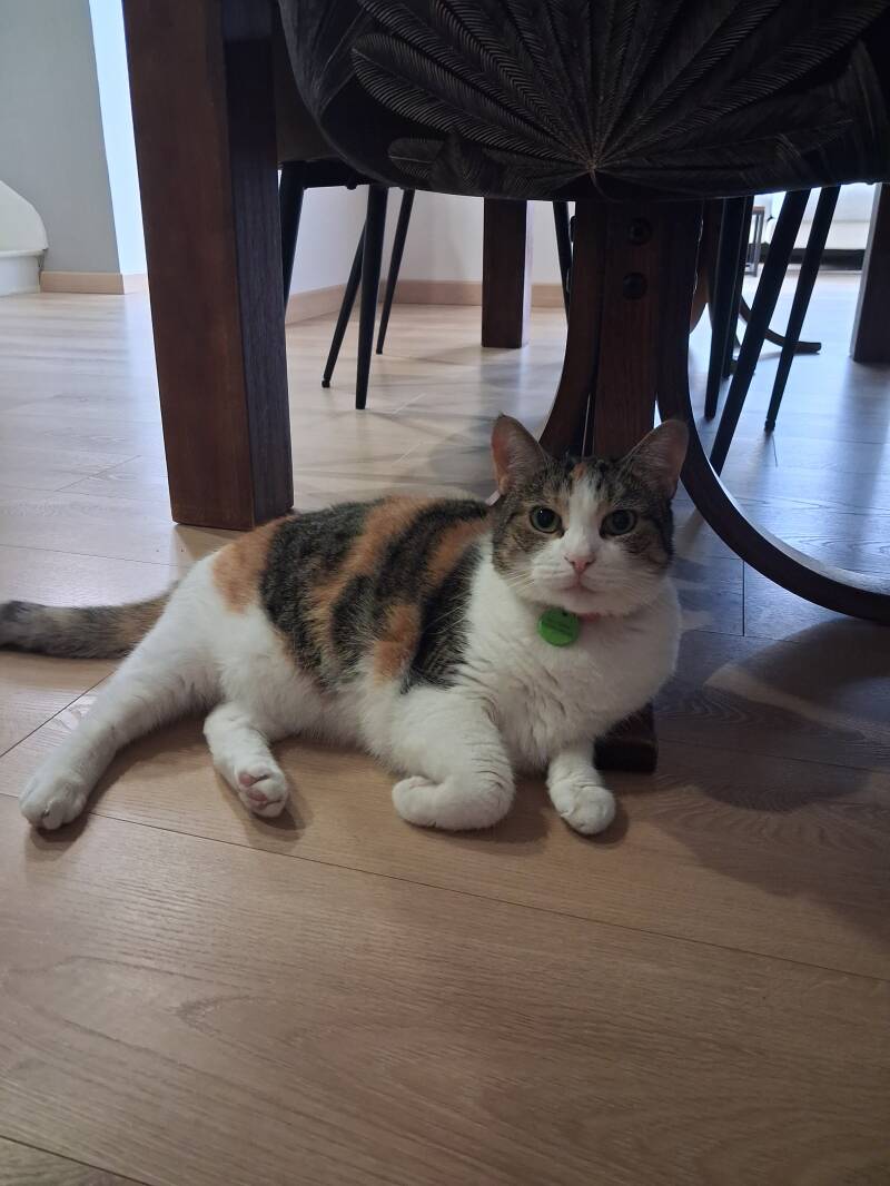 chat-isabelle-lolish-chang-72-standard.jpg