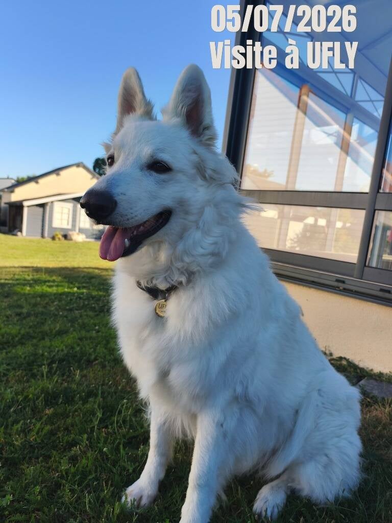 garde-berger-blanc-suisse-ufly-standard-da0dn6.jpg