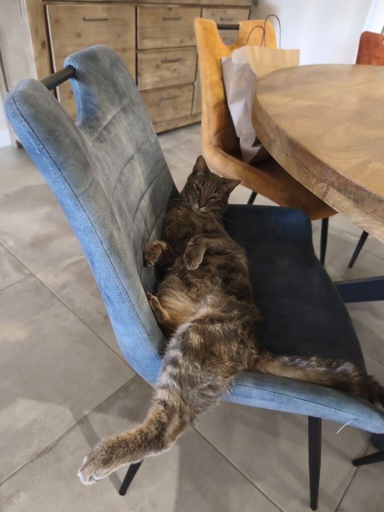 visite d'un chat à son domicile