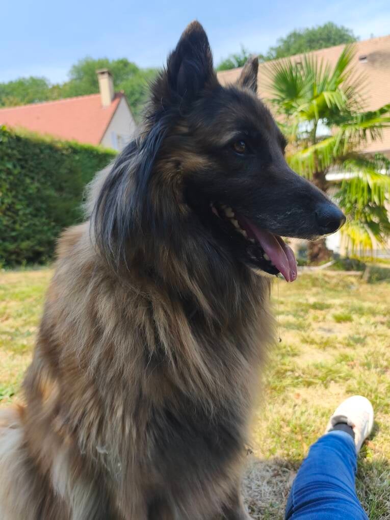 garde-de-chien-standard-gapld4.jpg