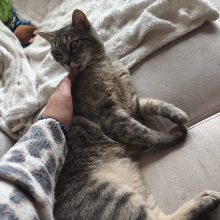 Garde d'un chat à domicile au Mans et en sarthe