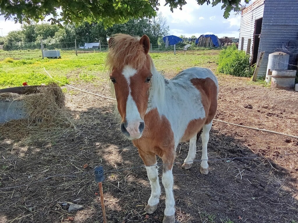 Visite d'un poney au Mans et en sarthe