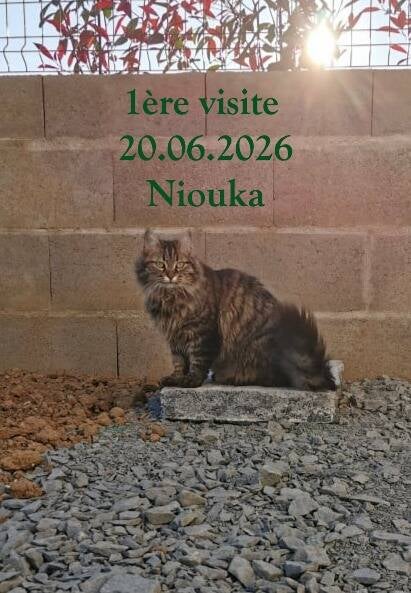 petsitter-chat-en-sarthe-72-standard.jpg
