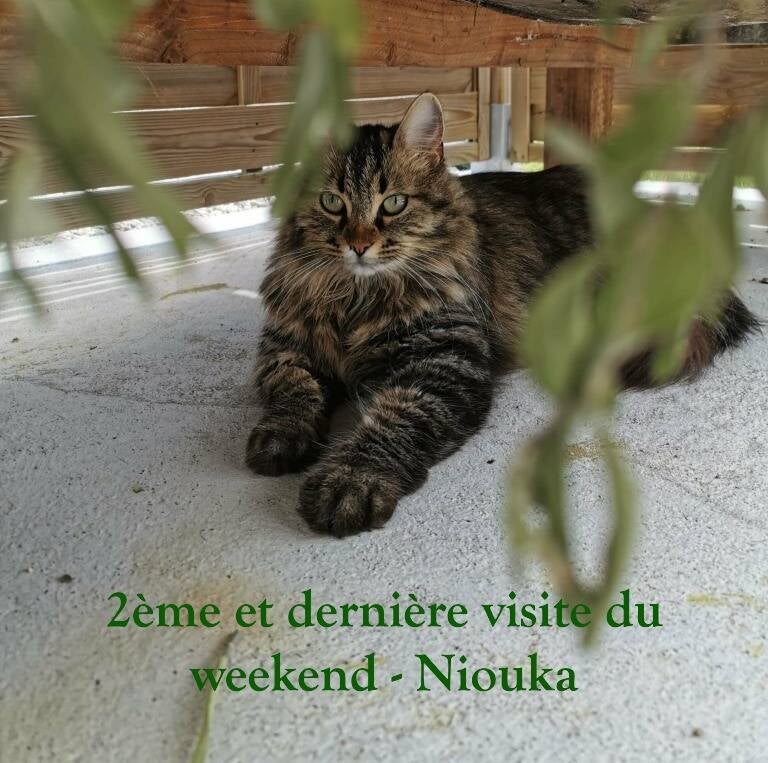 petsitting-chat-le-mans-chat-angora-standard.jpg