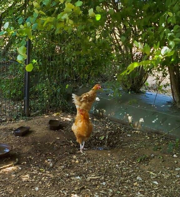 Nourrissage des poules au Mans et en sarthe