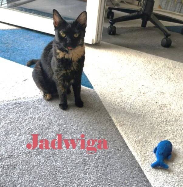 visite-chat-jadwiga-standard.jpg
