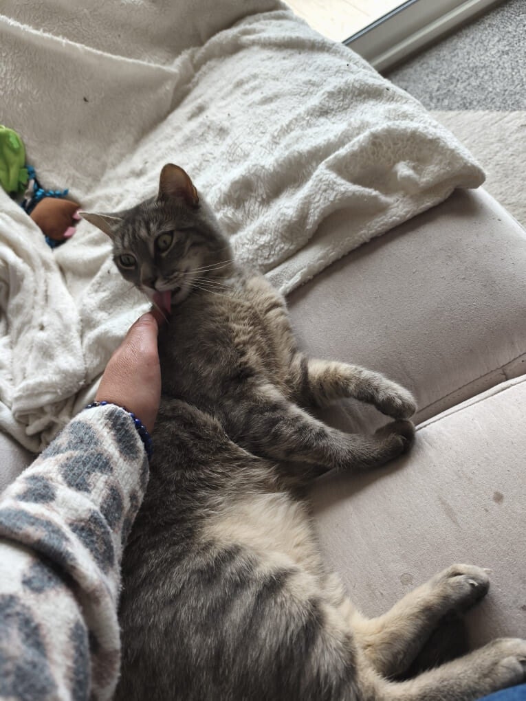Garde d'un chat à domicile au Mans et en sarthe