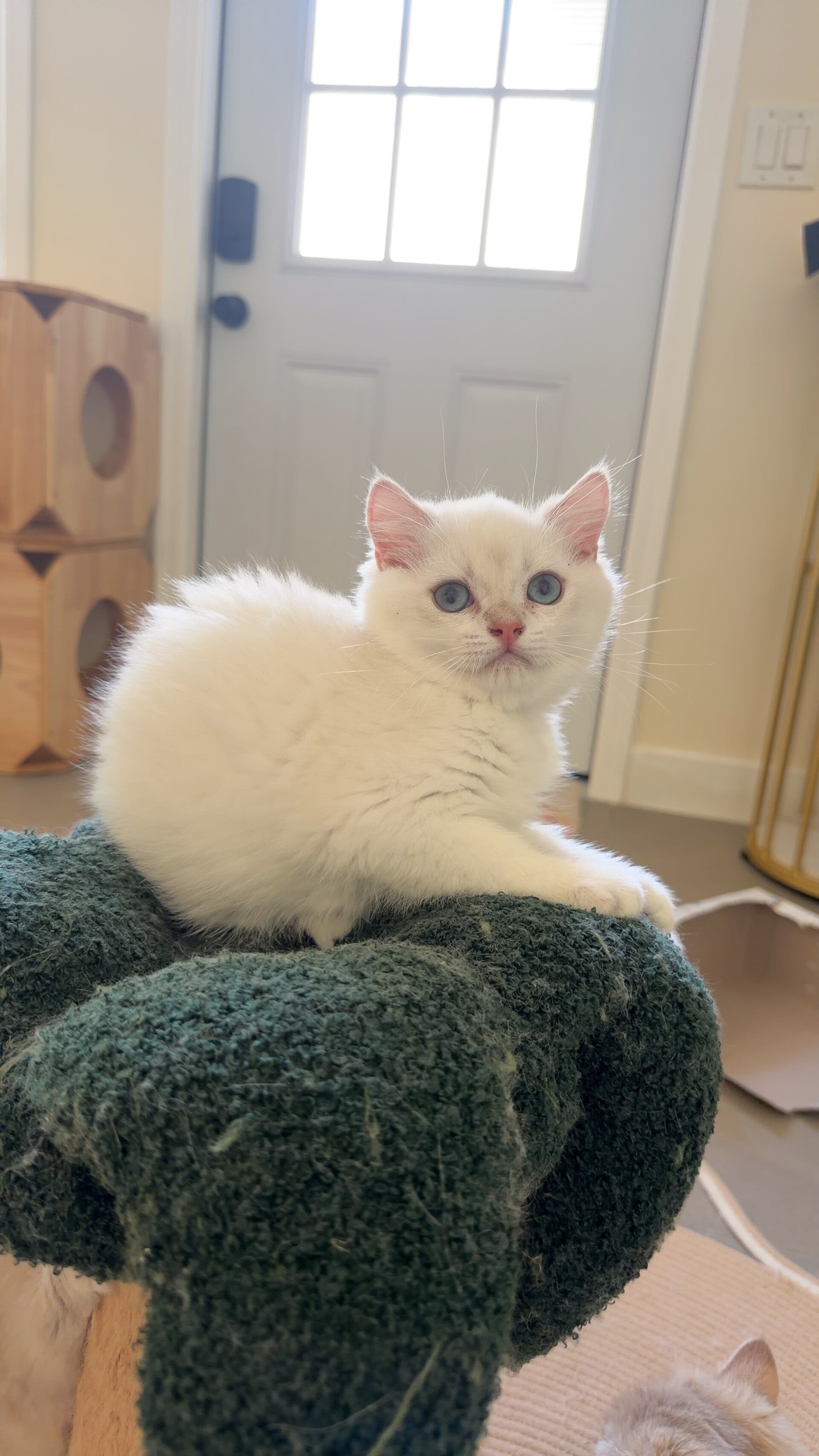 British Shorthair