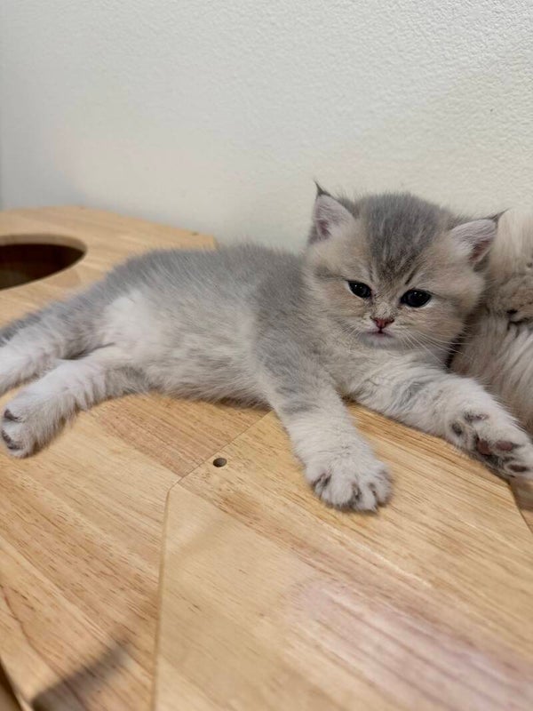 British Shorthair