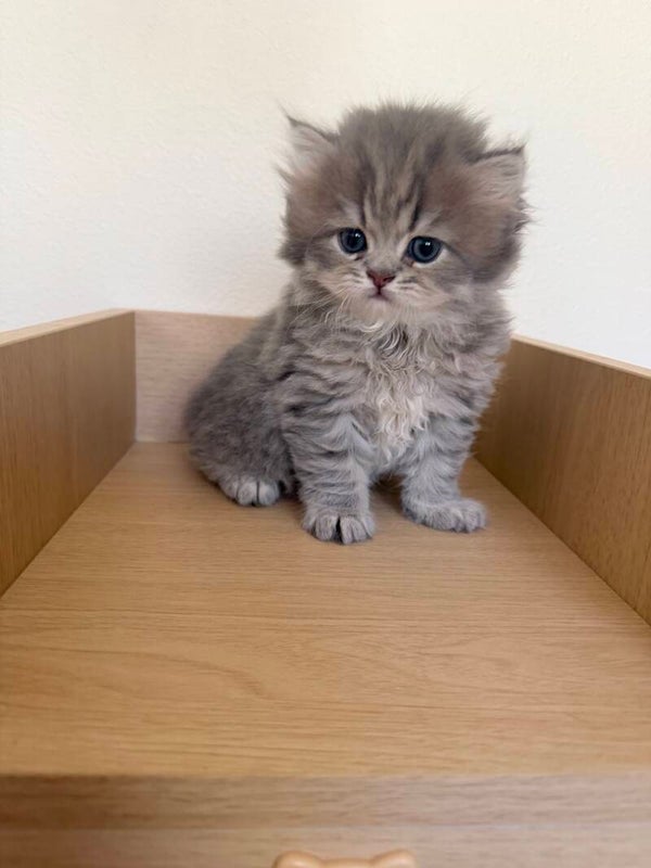 British Longhair
