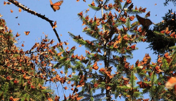 Michoacan and Monarch Butterfly Sanctuary (Experience Program). November 25 to January 26