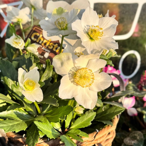 Helleborus - Plant winterhard