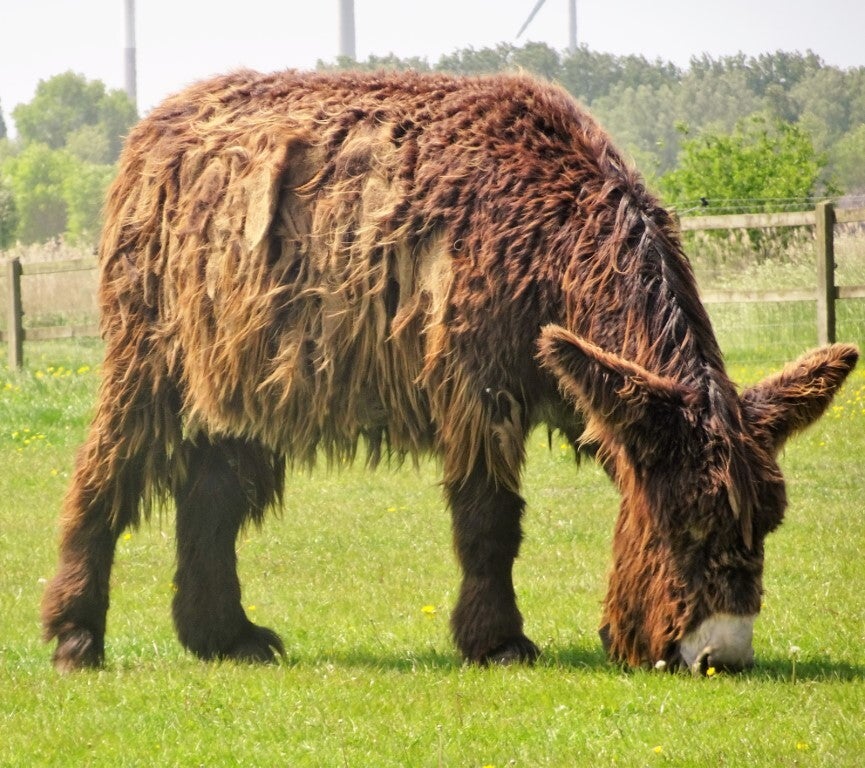 Dudzele 29/05/2023 / MEI / Wandelingen 2023 / Wandelingen Jennies Blog