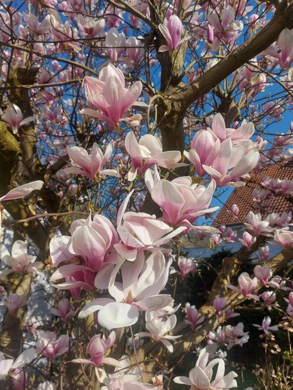 Magnolia Likeur