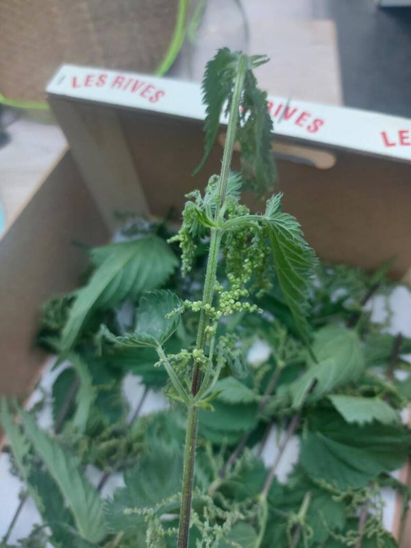 Brandnetel zoutmélange Wild en puur