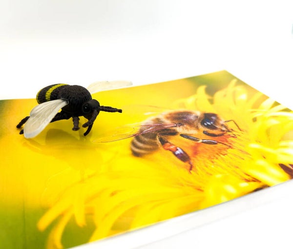 Zoek de zelfde - set 12 insecten, 60 kaarten