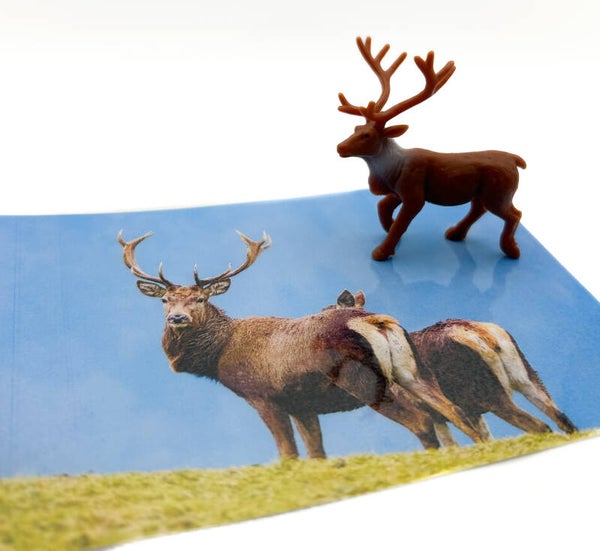 Zoek de zelfde - set 12 bosdieren, 60 kaarten