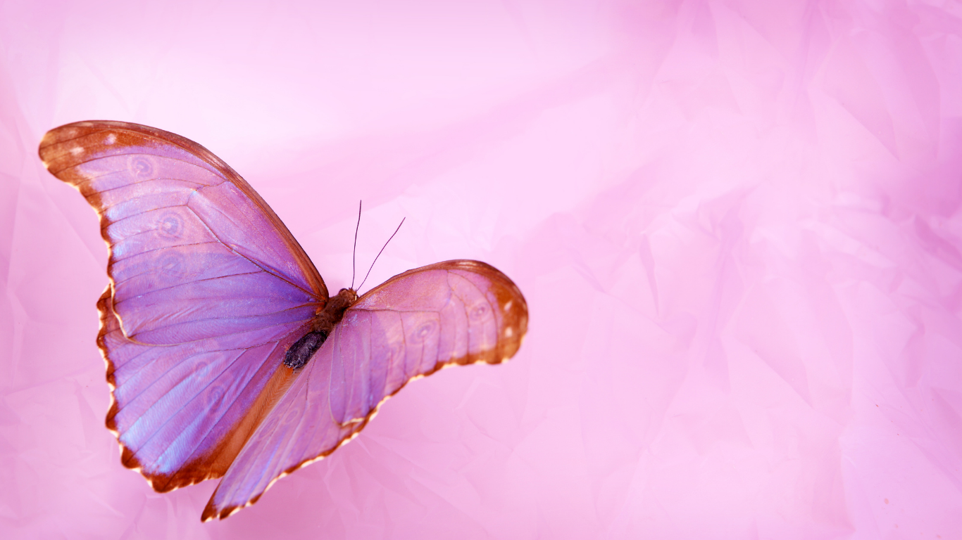 Reiki & Chakra Workbooks – Praxisbücher für Bewusstsein, Heilung & Energiearbeit