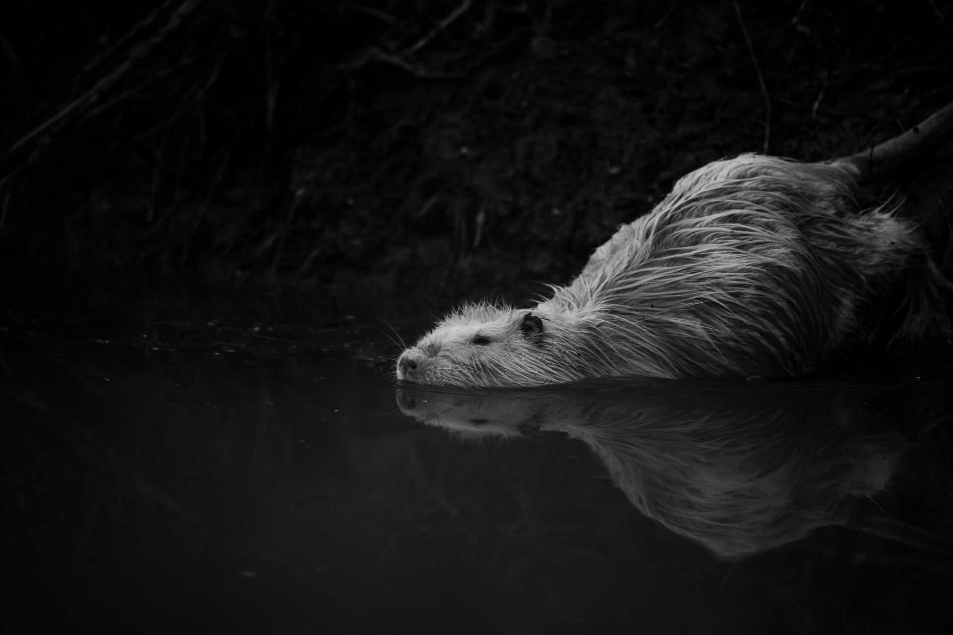 Ragondin Leucistique