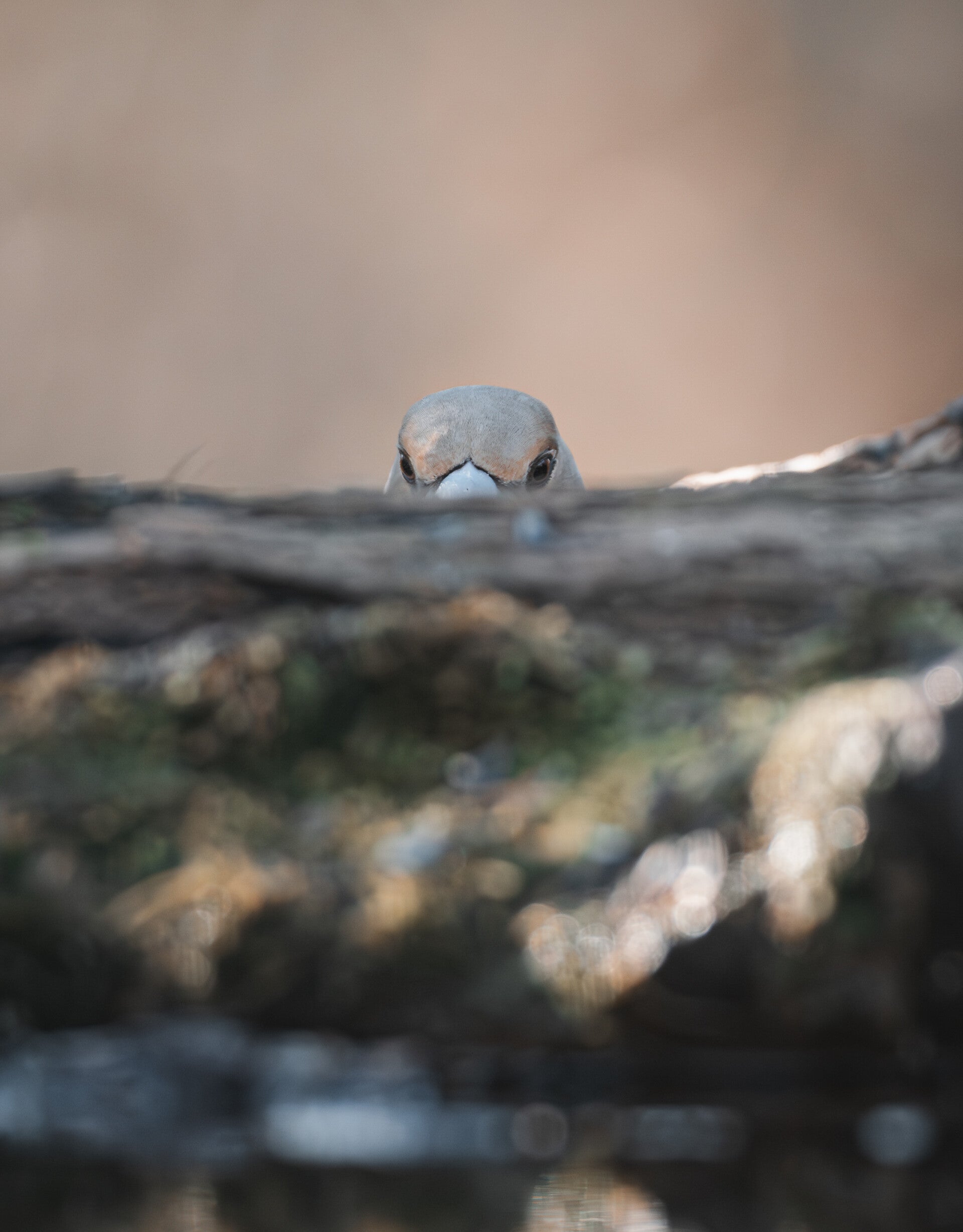 Gros Bec Casse Noyaux