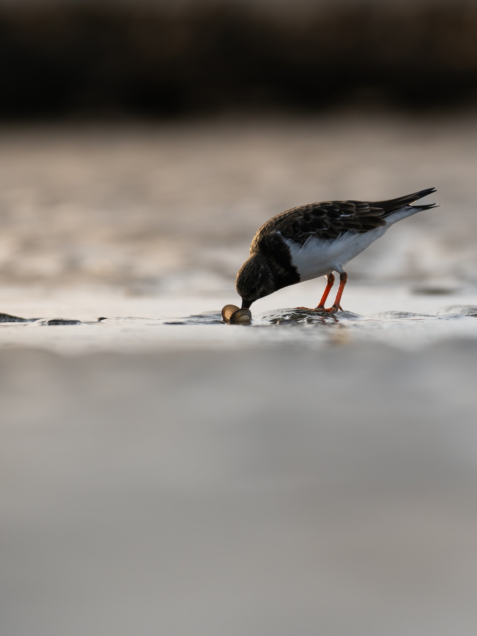 Tournepierre à Callier